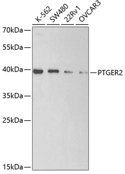 Anti-PTGER2 Antibody (CAB2914)