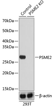 Anti-PSME2 Antibody [KO Validated] (CAB19864)