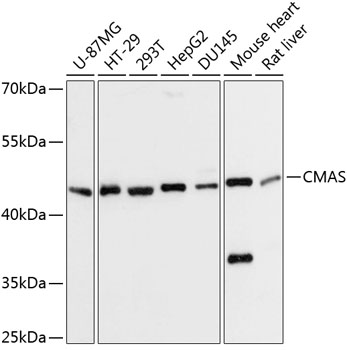 Anti-CMAS Antibody (CAB13752)