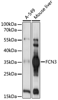 Anti-FCN3 Antibody (CAB17352)