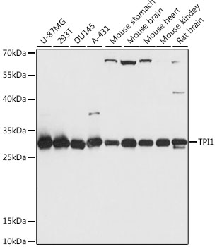 Anti-TPI1 Antibody (CAB15733)