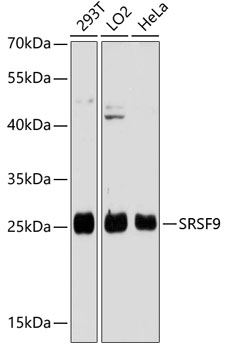 Anti-SFRS9 Antibody (CAB13265)