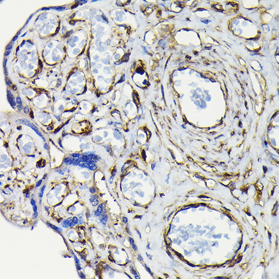 Anti-MYH9 Antibody (CAB16923)