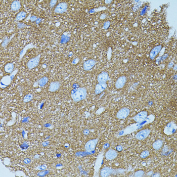 Anti-STX1A Antibody (CAB7931)