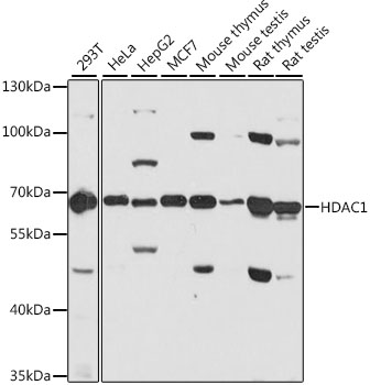 Anti-HDAC1 Antibody [KO Validated] (CAB0238)