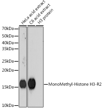 Anti-MonoMethyl-Histone H3-R2 Antibody (CAB19645)
