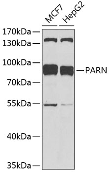 Anti-PARN Antibody (CAB4002)