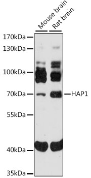 Anti-HAP1 Antibody (CAB16333)