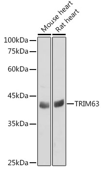 Anti-TRIM63 Antibody (CAB3101)