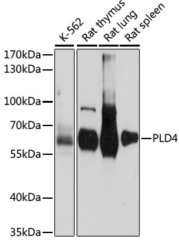 Anti-PLD4 Antibody (CAB15207)