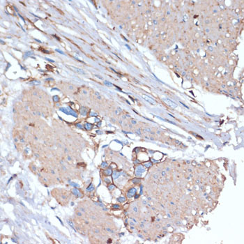 Anti-CD44 Antibody (CAB0340)