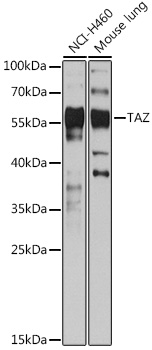 Anti-TAZ Antibody (CAB15806)