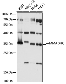 Anti-MMADHC Antibody (CAB15820)