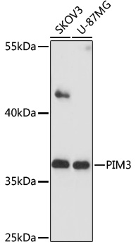 Anti-PIM3 Antibody (CAB17285)