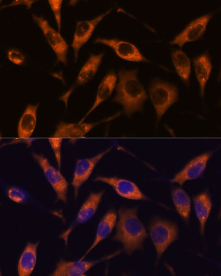 Anti-ATL2 Antibody (CAB15884)