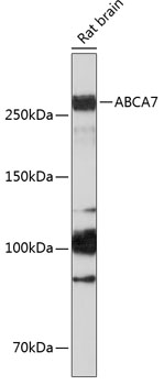 Anti-ABCA7 Antibody (CAB18280)