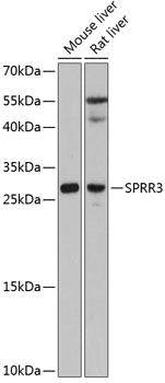 Anti-SPRR3 Antibody (CAB12041)