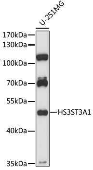 Anti-HS3ST3A1 Antibody (CAB16474)