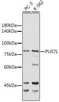 Anti-PUS7L Antibody (CAB17783)