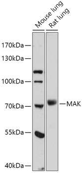 Anti-MAK Antibody (CAB17508)