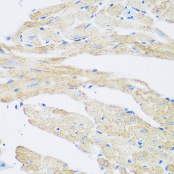 Anti-NAT8B Antibody (CAB7203)