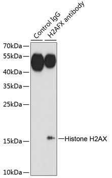 Anti-Histone H2AX Antibody (CAB11463)
