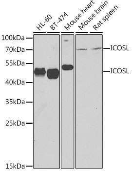 Anti-ICOSL Antibody (CAB7080)