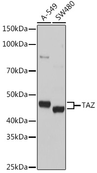 Anti-TAZ Polyclonal Antibody (CAB8202)