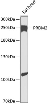 Anti-PRDM2 Polyclonal Antibody (CAB8565)