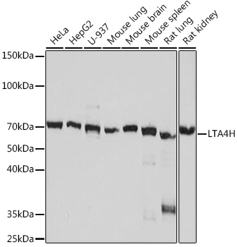 Anti-LTA4H Antibody (CAB8918)