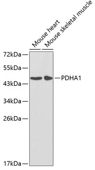 Anti-PDHA1 Antibody (CAB1895)