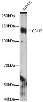 Anti-CDH5 Antibody (CAB12416)