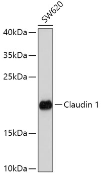 Anti-Claudin 1 Antibody (CAB2196)