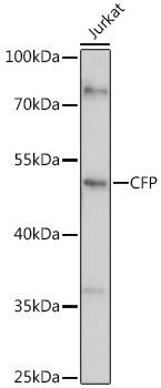 Anti-CFP Antibody (CAB5398)