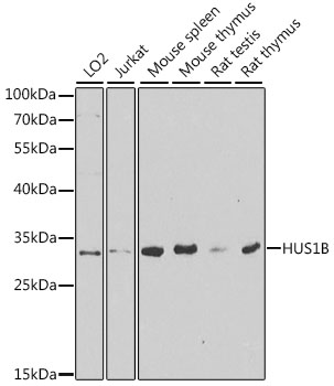 Anti-HUS1B Antibody (CAB6817)