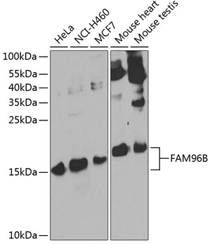 Anti-FAM96B Antibody (CAB7806)