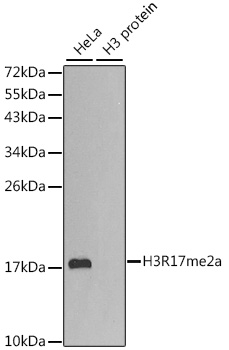 Anti-Asymmetric DiMethyl-Histone H3-R17 Antibody (CAB2421)