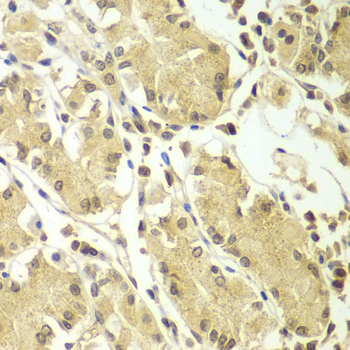 Anti-BCAS3 Antibody (CAB7274)