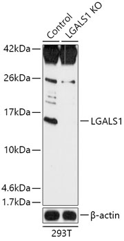 Anti-LGALS1 Antibody [KO Validated] (CAB18040)