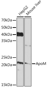 Anti-ApoM Antibody (CAB5144)