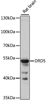 Anti-DRD5 Antibody (CAB3170)