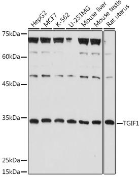 Western blot analysis of extracts of various cell lines, using TGIF1 antibody at 1:1000 dilution. Secondary antibody: HRP Goat Anti-Rabbit IgG (H+L) at 1:10000 dilution. Lysates/proteins: 25ug per lane. Blocking buffer: 3% nonfat dry milk in TBST. Detection: ECL Basic Kit. Exposure time: 180s.