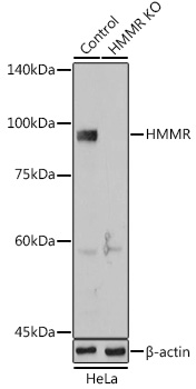 Anti-HMMR Antibody [KO Validated] (CAB12445)