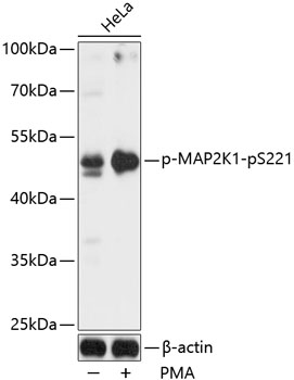 Anti-Phospho-MAP2K1-pS221 Antibody (CABP0064)