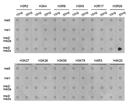 Anti-Symmetric DiMethyl-Histone H3-R26 Antibody (CAB3153)