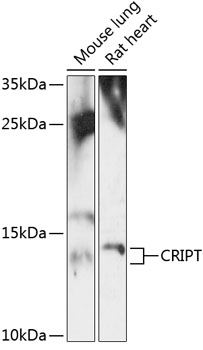 Anti-CRIPT Antibody (CAB14336)