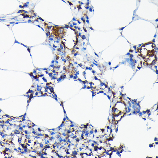 Anti-CYP1A1 Antibody (CAB2159)