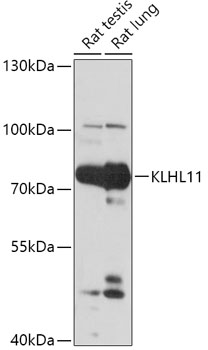 Anti-KLHL11 Antibody (CAB17717)