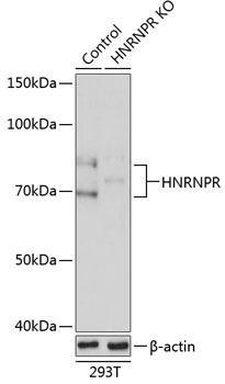 Anti-HNRNPR Antibody [KO Validated] (CAB19999)