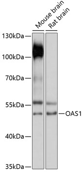 Anti-OAS1 Antibody (CAB14623)